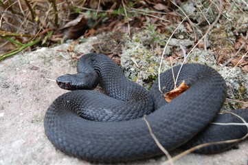 Kreuzotter, Vipera berus berus