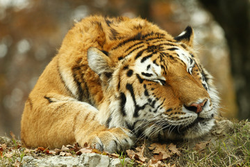 tigre