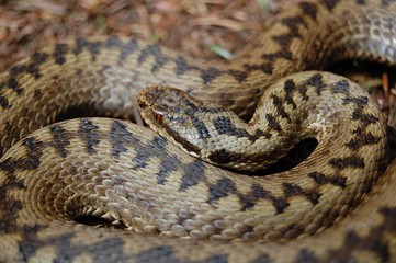 Kreuzotter, Vipera berus berus