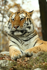 Obraz premium tigre