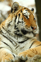 tigre