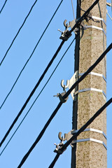 Obraz premium Pole with mountings and electric cables