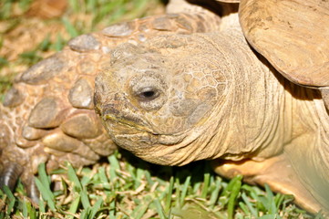 Obraz premium Landschildkröte in der Sonne