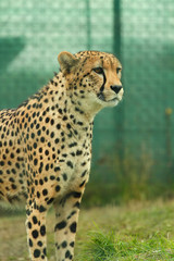 leopardo