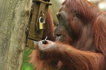 Orangutan