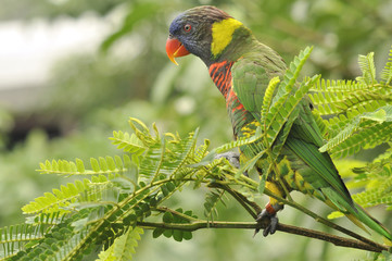 Rainbow Lorikeet