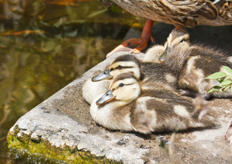 Wild ducklings have a rest