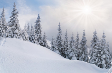 Fototapeta na wymiar snowstorm in the Carpathian mountains
