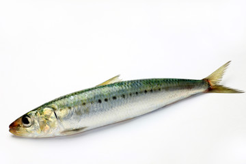 sardine