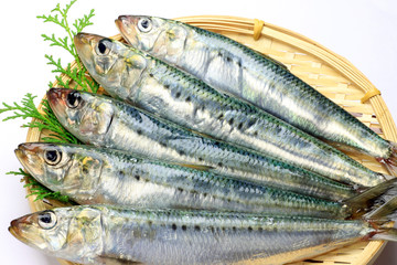 sardine