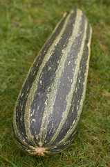 Giant organic marrow in outside garden setting