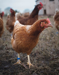 Free range organic chickens and hens