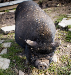Japanese fat bellied pig