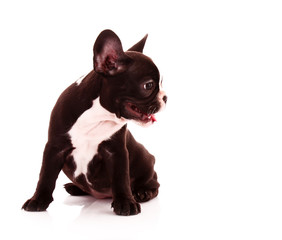 Young bulldog isolated on white
