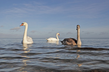 Swans family.