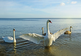 Bid swan protecting his family.