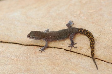 Fototapeta premium Echsenfingergecko, Saurodactylus brosseti