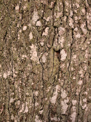 Baumrinde
