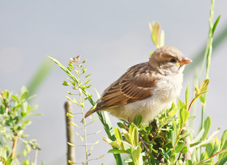 Young yellow-beaked sparrow nestling on a bush branch