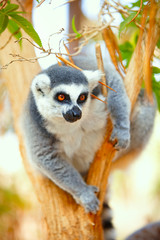 Lemur catta on a tree