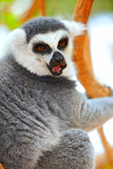 Lemur catta on a tree