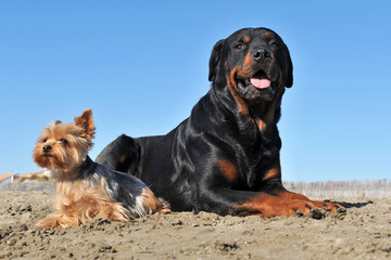 deux chiens sur la plage