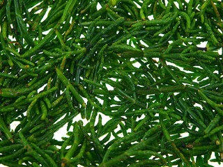 Fototapeta premium samphire greens