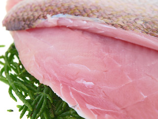 red snapper fish fillet