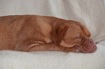 Big Dog Sleeping on Sofa