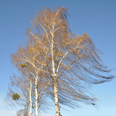 Birch Tree in the Wind
