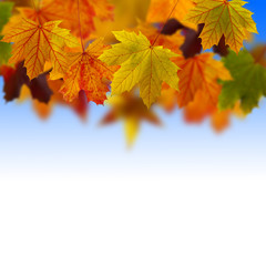 Leaves fallen in the sky
