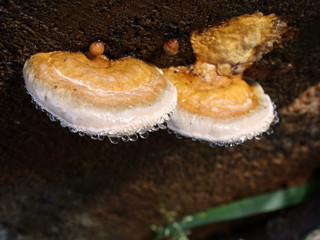 Zunderschwamm - formes fomentarius