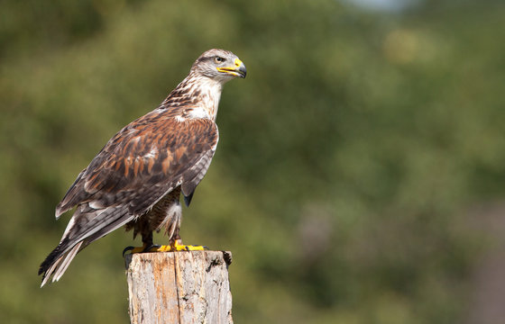 buse variable