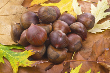 Castagne Close up