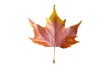 Herbstblatt + Pfad