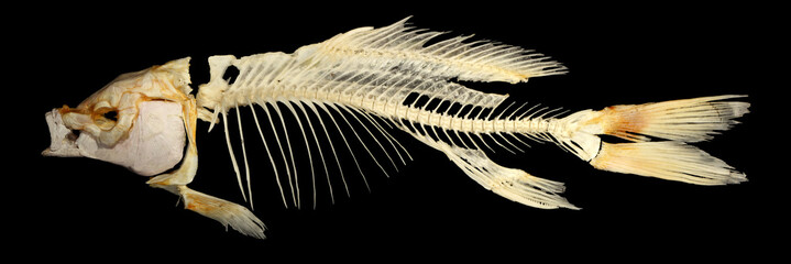 Isolated carp (Cyprinus carpio) skeleton on a black background