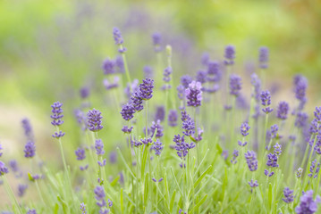 Fototapeta premium Lavandula