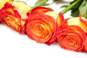 Obraz premium roses