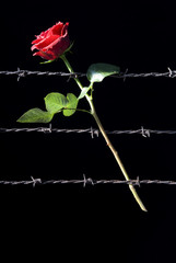 rose and barbed wire