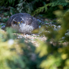 hawk sitting on eggs