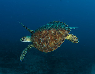 Green Sea Turtle-Chelonia mydas on a reef in Florida.