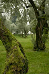 olivenhain im herbst