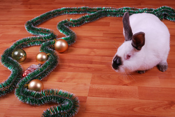 Rabbit on a floor
