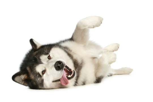 Happy malamute