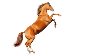 Photo sur Plexiglas Chevaux cheval isolé