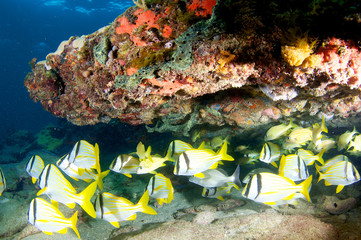 Coral Ledge Composition with fish aggregation