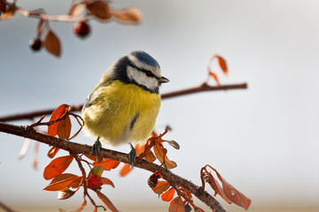Blaumeise (Cyanistes caeruleus, Syn. Parus caeruleus)