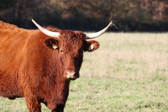 Retrato de vaca salers