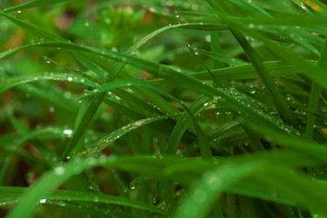 Obraz premium Water drops on plant