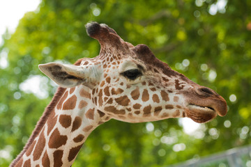 Reticulated giraffe portrait